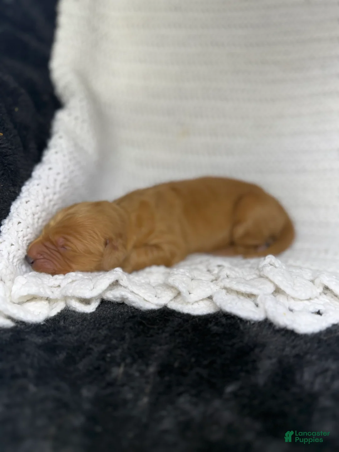 Golden Retriever dogs for sale: Golden Retriever Puppy 7 - Ad 1