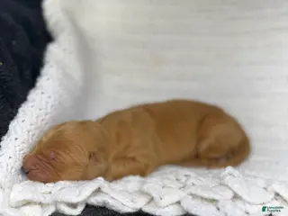 Golden Retriever dogs Golden Retriever Puppy 7 - Ad 26