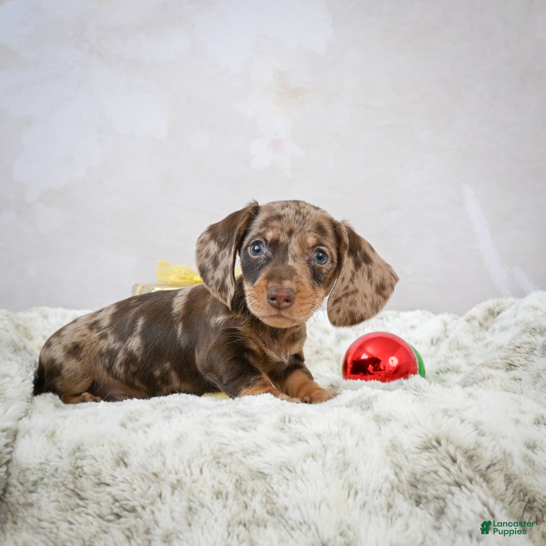 Miniature Dachshund dogs for sale: Miles - Ad 12