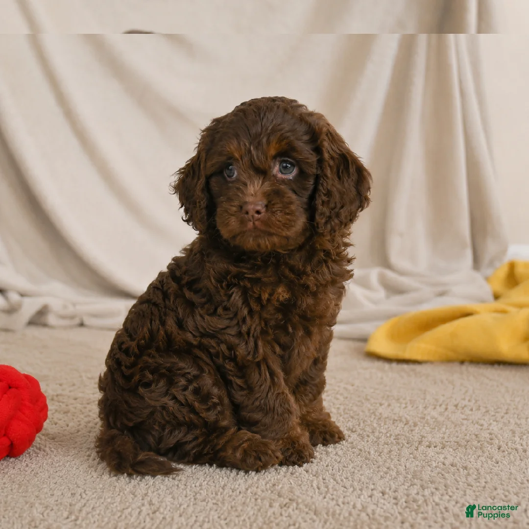 Cockapoo dogs for sale: joy - Ad 2