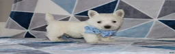 West Highland Terrier dogs for sale: Paulus - Ad 4