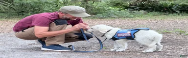 Blitz of Avalon male golden retriever - Companion family profile