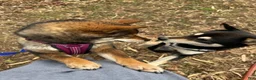 Shiba Inu dogs for sale: Touka  - Ad 29