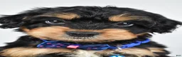 Mixed Breed dogs for sale: Tate - Ad 8