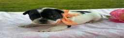 French Bulldog dogs for sale: Keylime - Ad 1