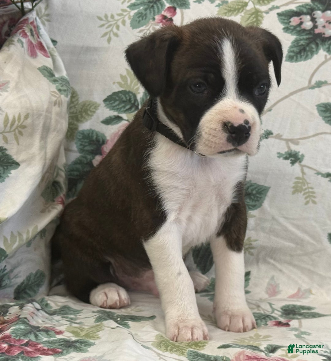 Mixed Breed dogs for sale: Misty - Ad 6