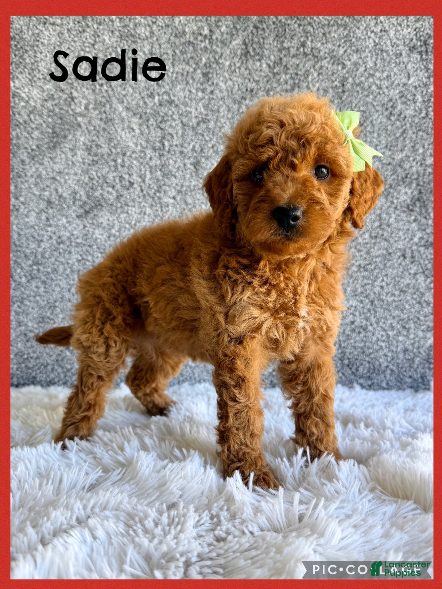 Mini Goldendoodle dogs for sale: Sadie - Ad 1