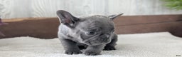 French Bulldog dogs for sale: Nash - Ad 6