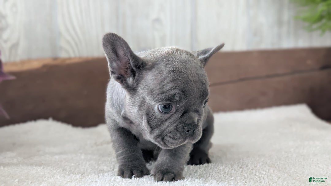 French Bulldog dogs for sale: Nash - Ad 6