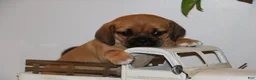 Puggle dogs for sale: Chloe - Ad 1