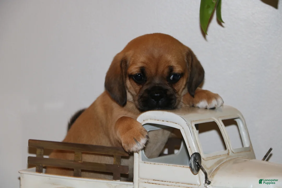 Puggle dogs for sale: Chloe - Ad 1