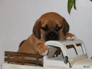 Puggle dogs Chloe - Ad 7