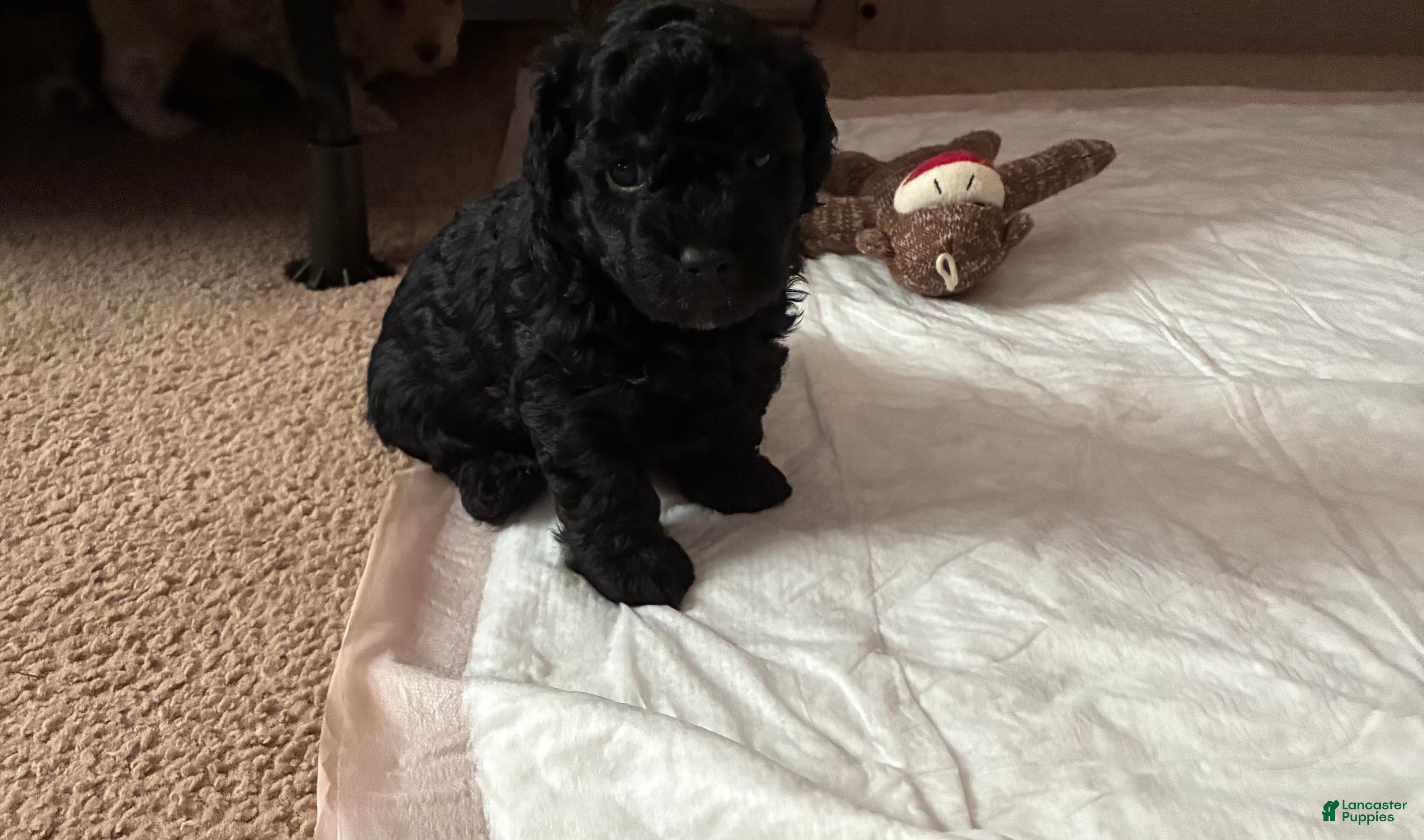 Shihpoo dogs for sale: Shihpoo 3 - Ad 7