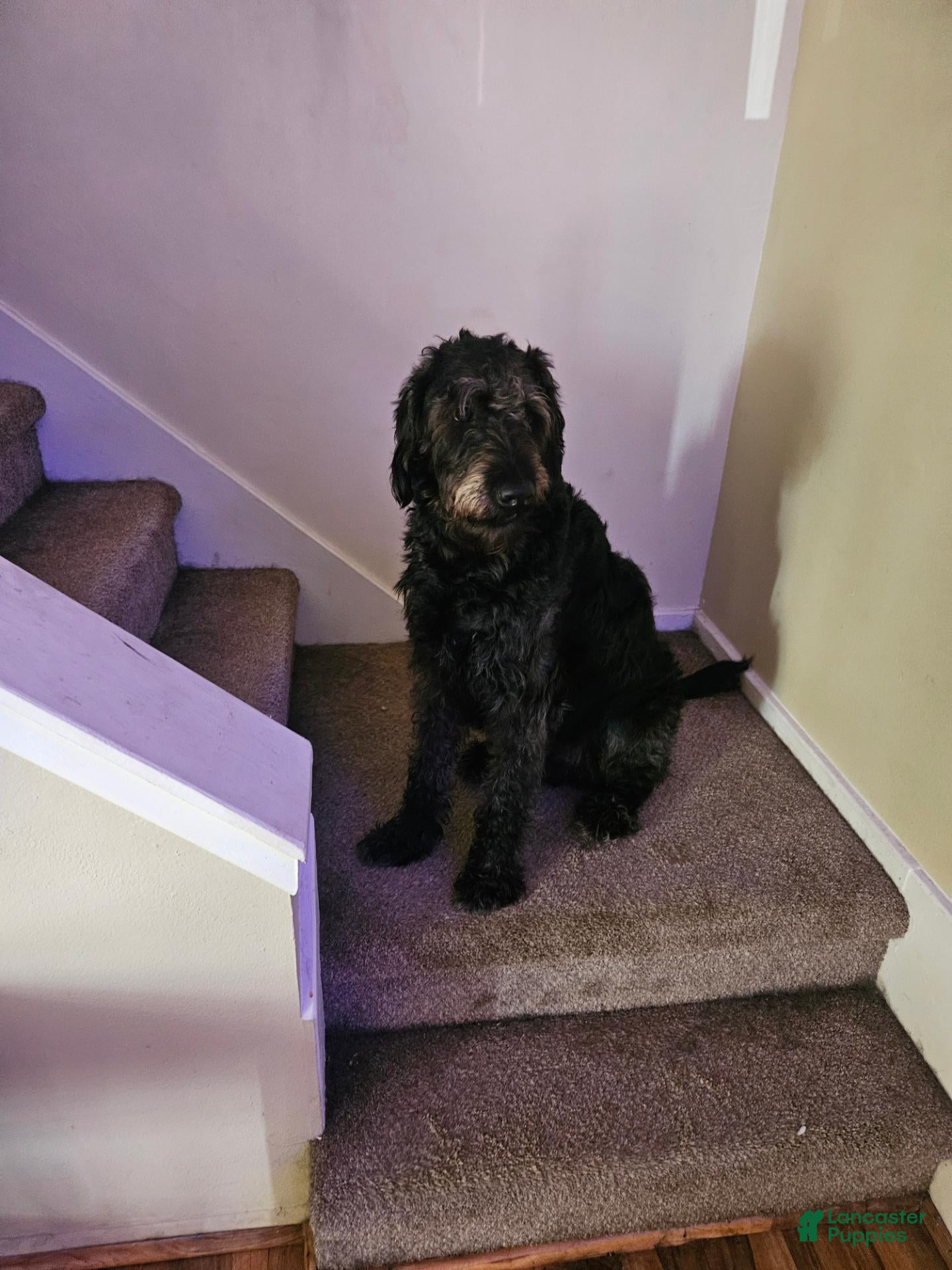 Doodle / designer cross (Doodle / designer cross, Male) in Palm Bay, FL