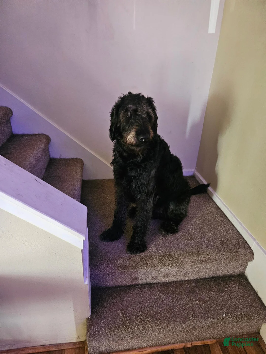 Labradoodle dogs for sale: Labradoodle 1 - Ad 1