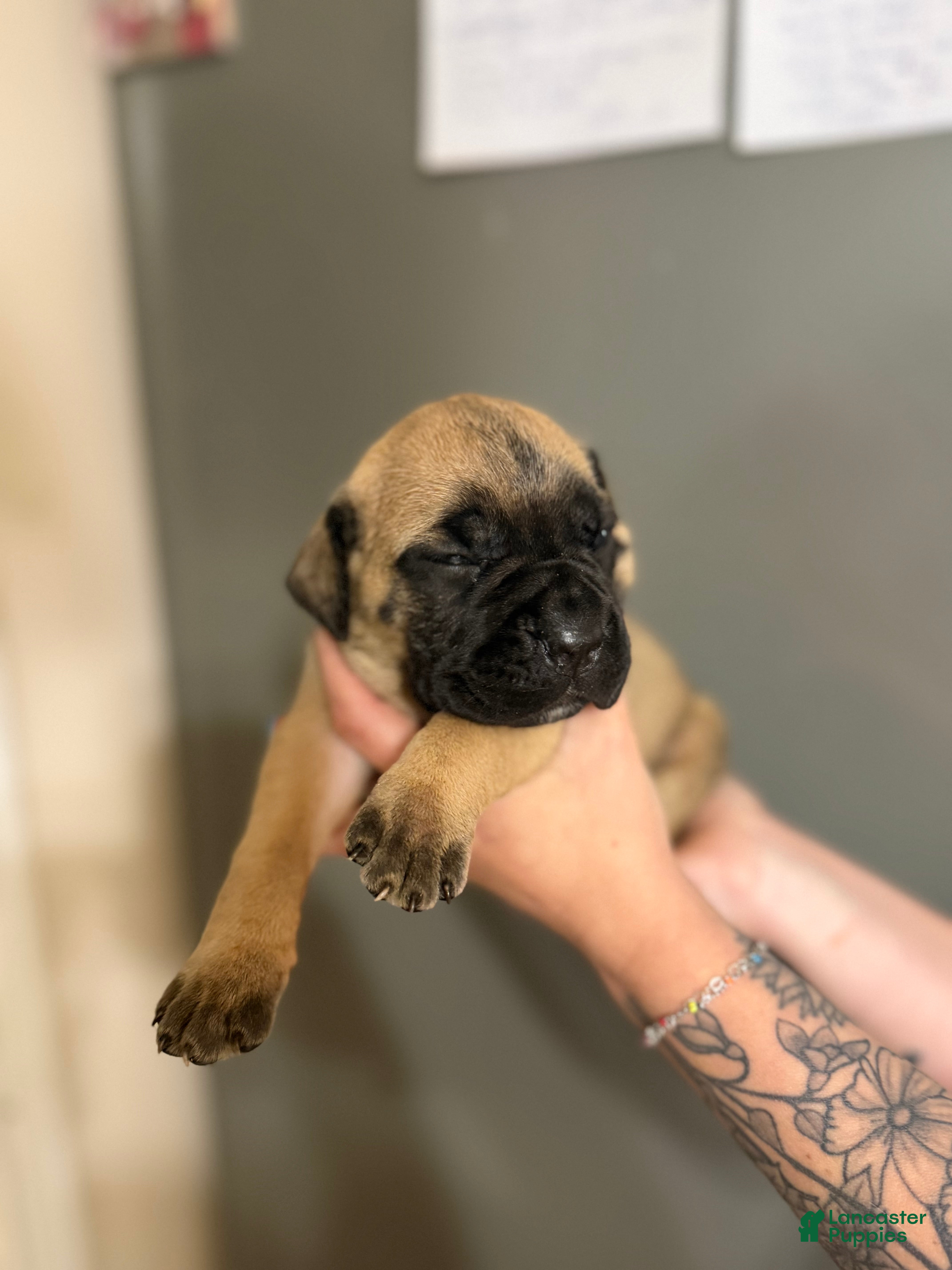 Cane Corso dogs ATHENA - Ad 13