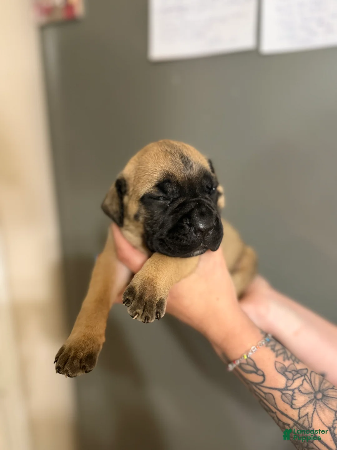 Cane Corso dogs for sale: ATHENA - Ad 1