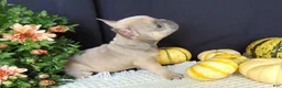 French Bulldog dogs for sale: Mitchell - Ad 12