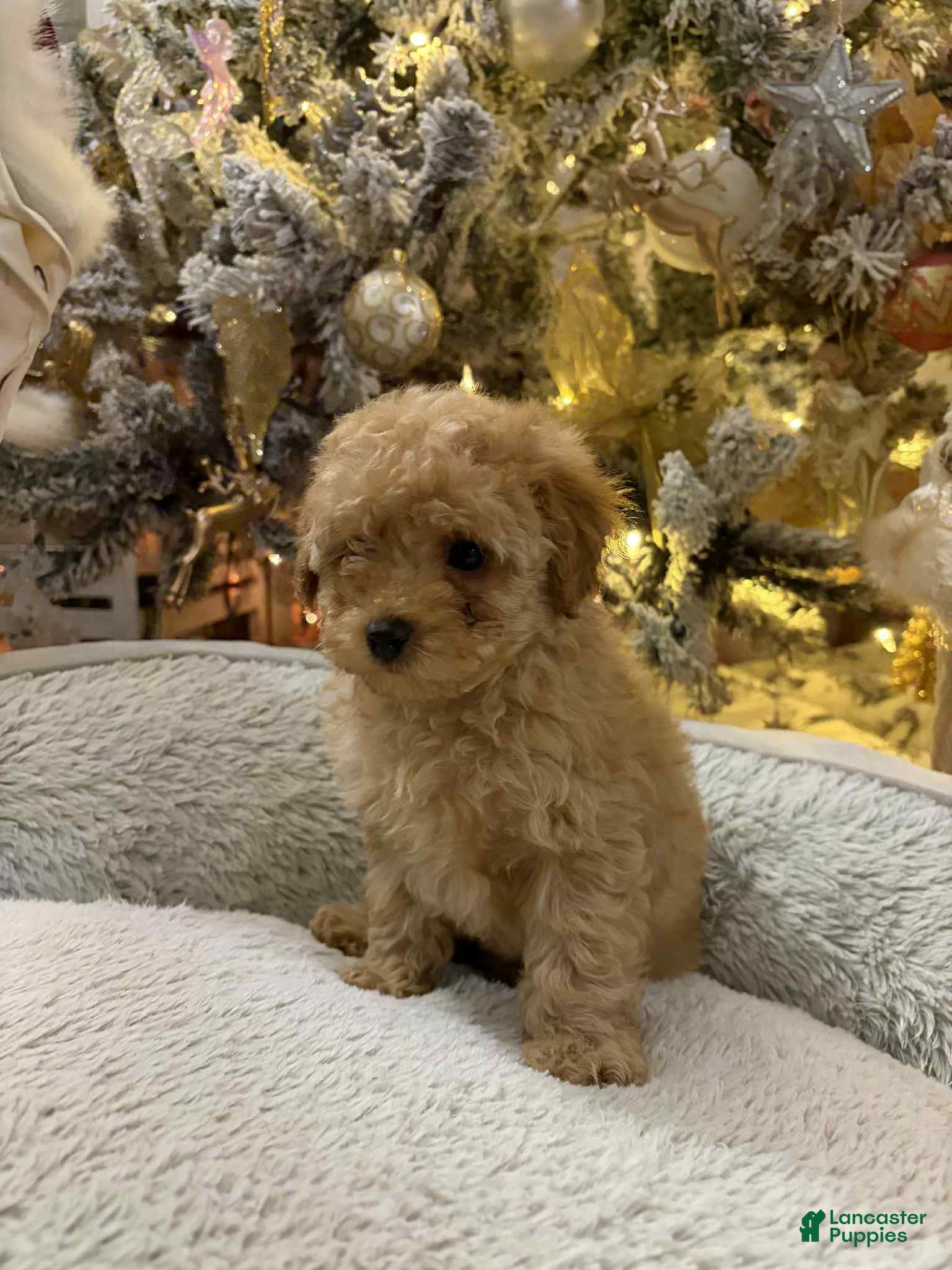 Toy Poodle dogs Lucky - Ad 35
