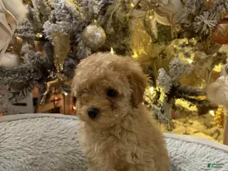 Toy Poodle dogs Lucky - Ad 35
