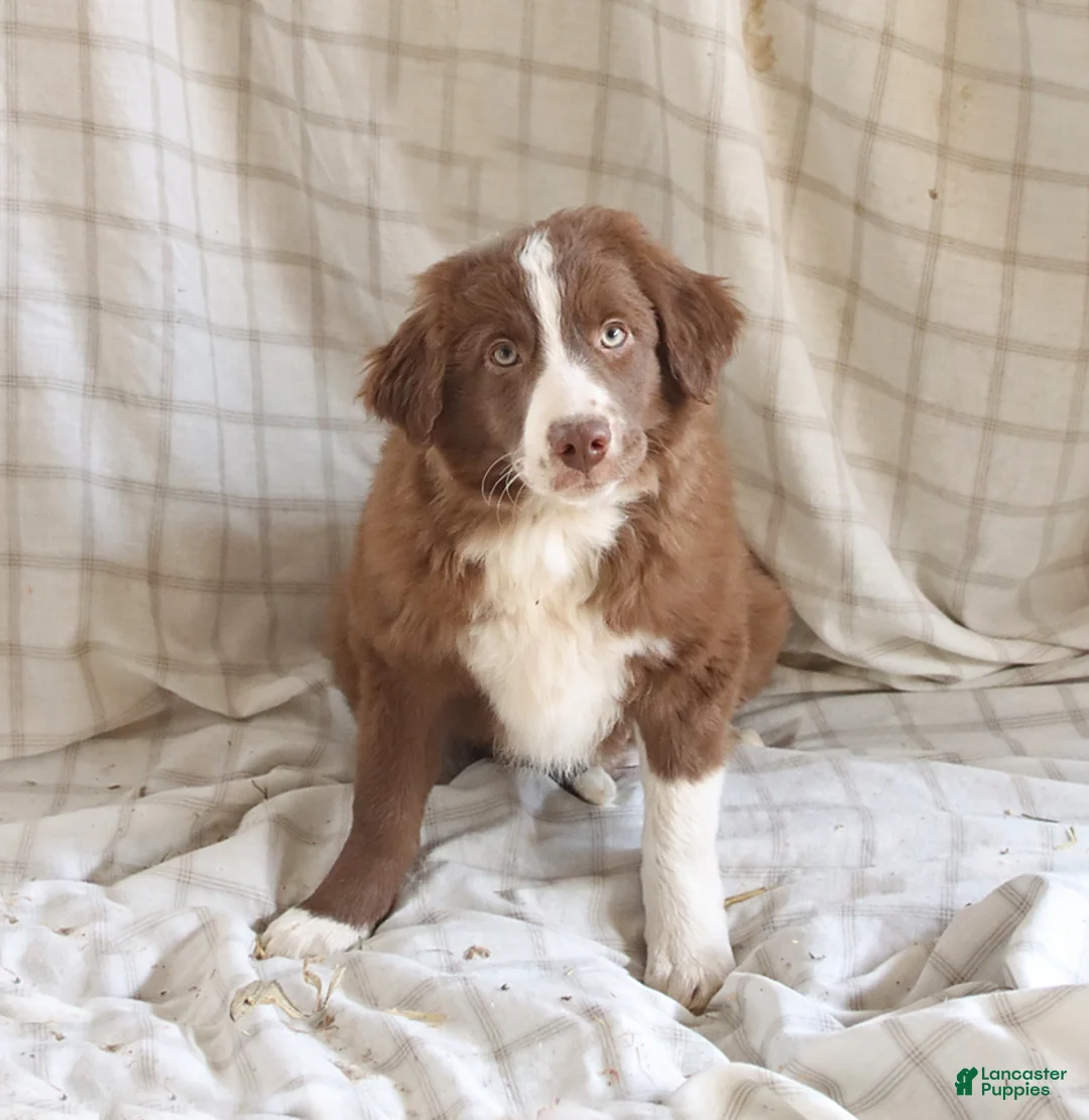 Mixed Breed dogs for sale: Rusty - Ad 2