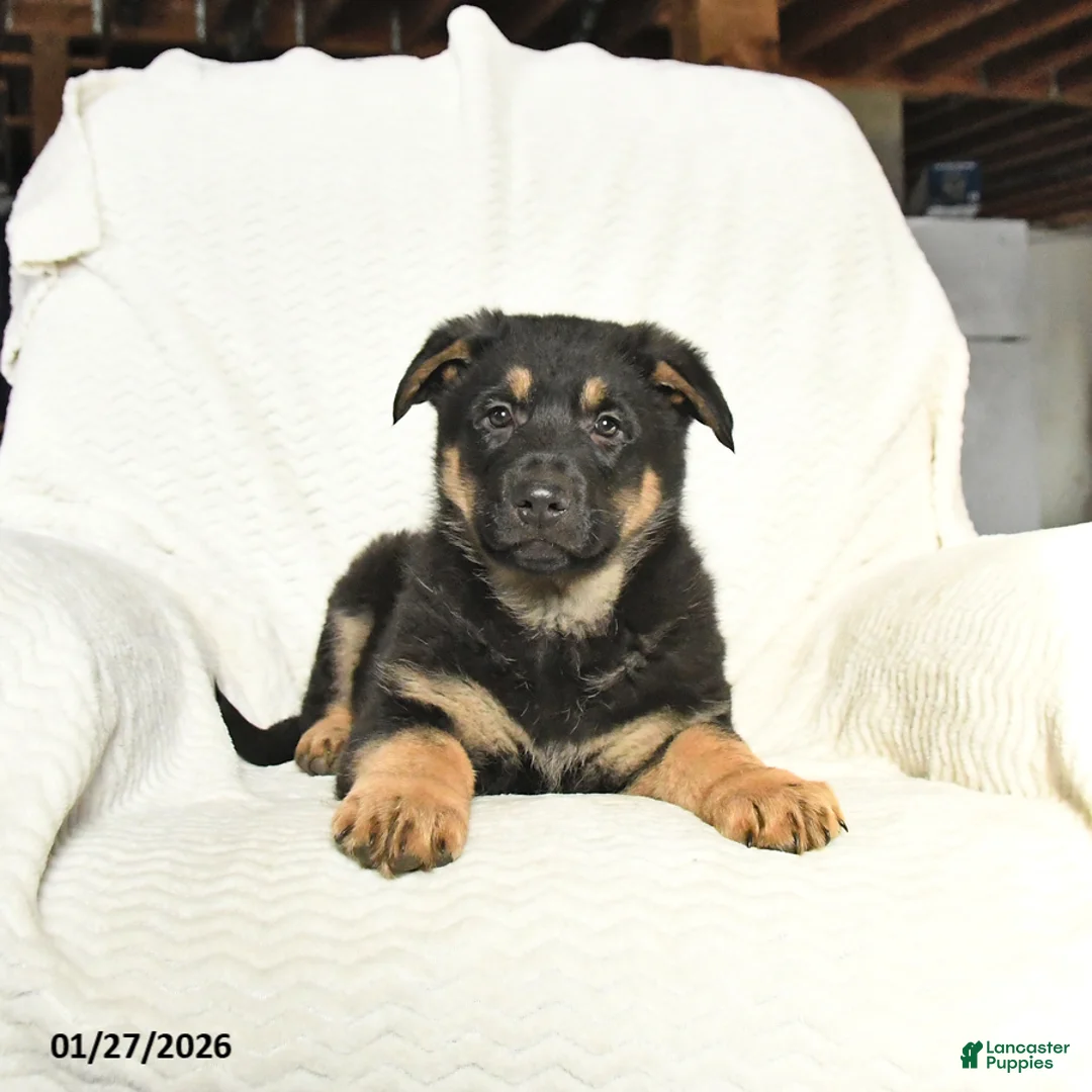 German Shepherd dogs for sale: Tank - Ad 1