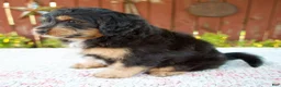 Mini Bernedoodle dogs for sale: Noelle - Ad 3