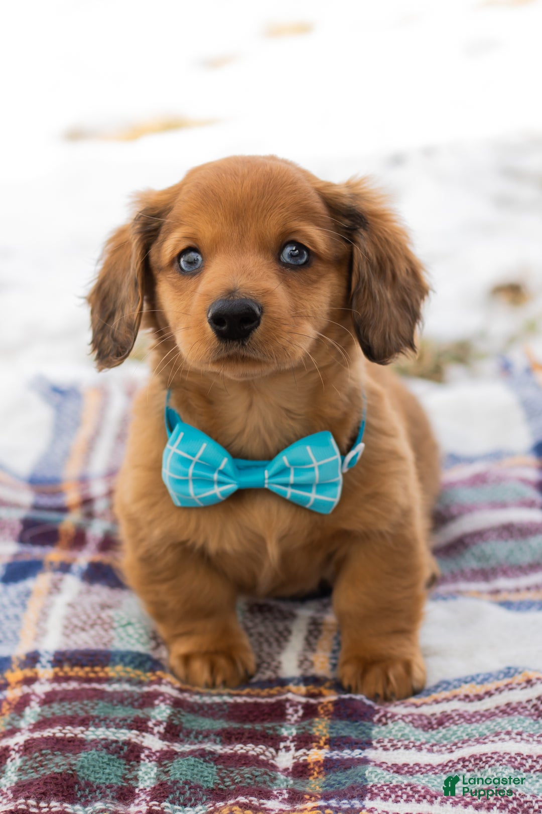 Miniature Dachshund dogs for sale: Leo - Ad 1