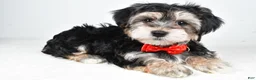 Morkie dogs for sale: Ronnie - Ad 1
