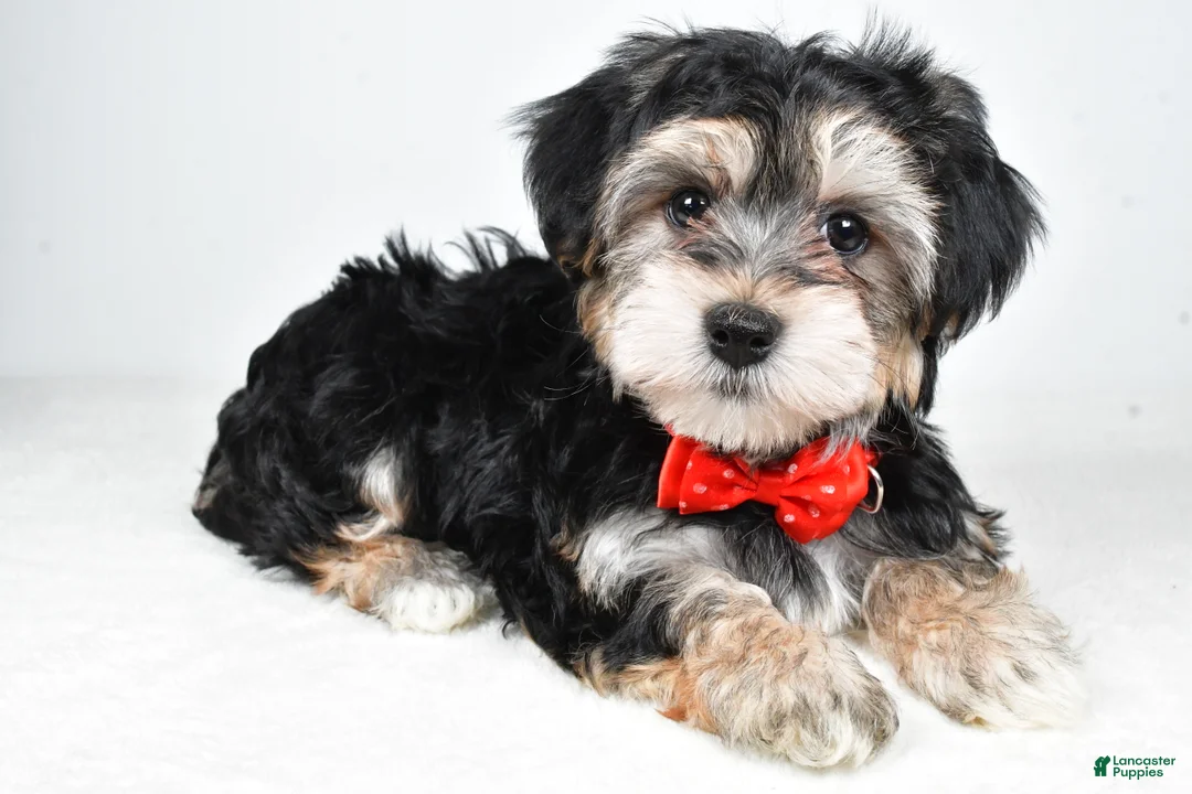Morkie dogs for sale: Ronnie - Ad 1