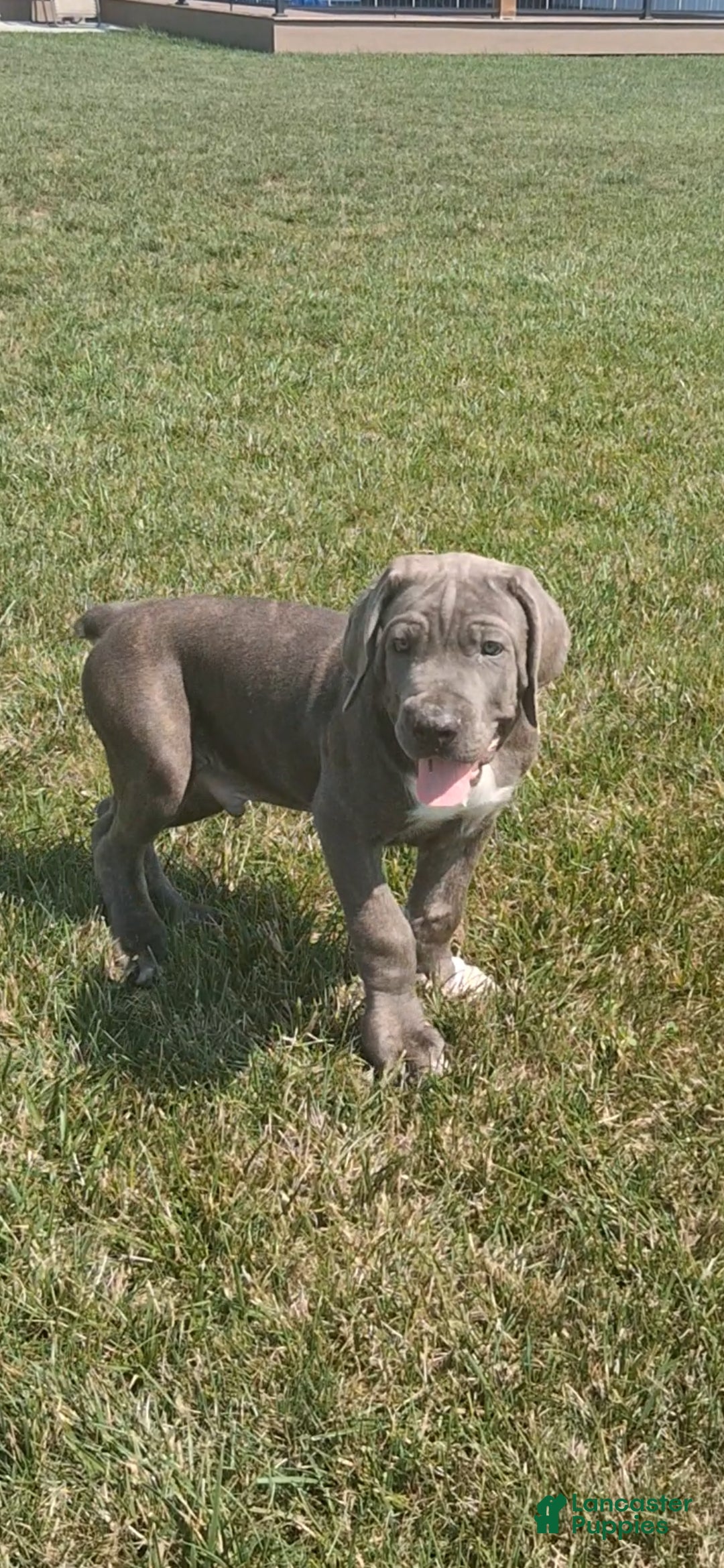 Cane Corso dogs Charlie  - Ad 1