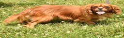 Cavapoo dogs for sale: BJ - Ad 10