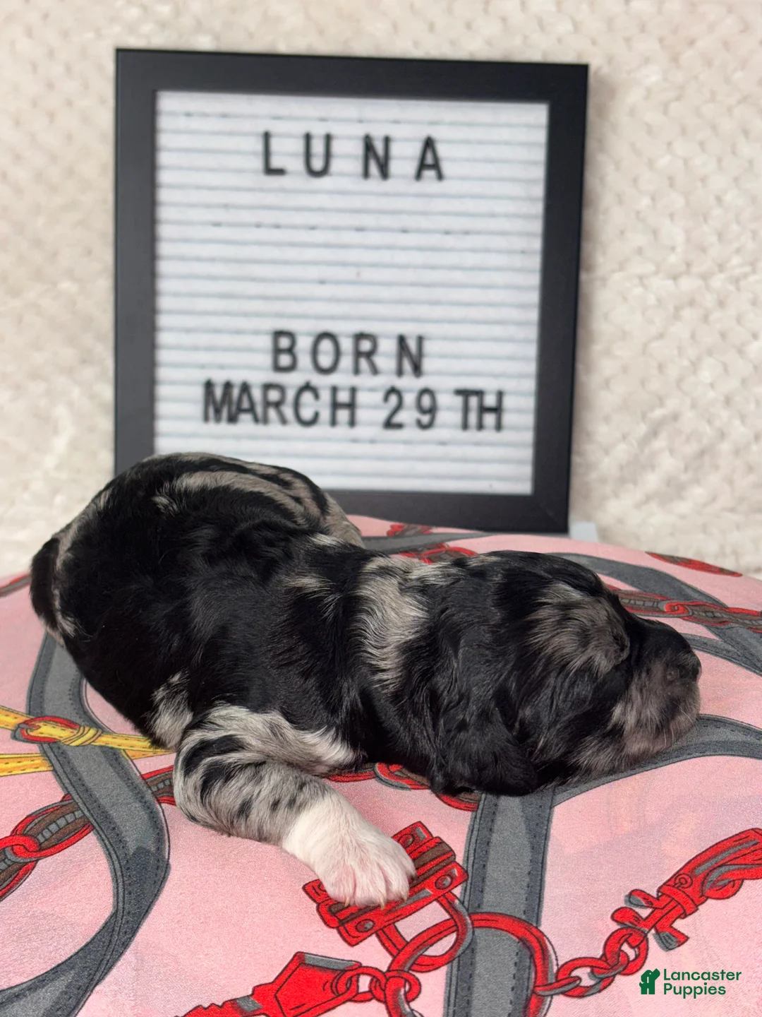 Goldendoodle dogs for sale: Luna  - Ad 2