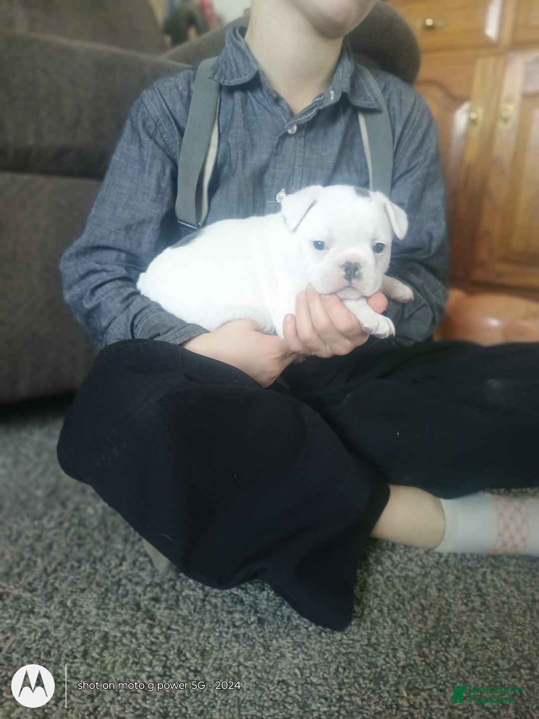 French Bulldog dogs for sale: Faith  - Ad 1