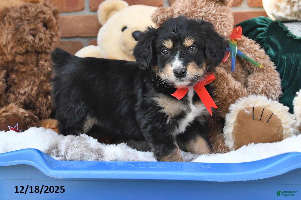 Aussiedoodle dogs Halle - Ad 16