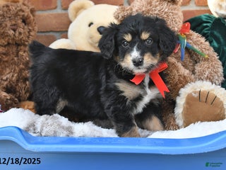 Aussiedoodle dogs Halle - Ad 16