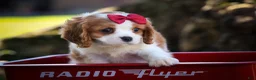 Cavalier King Charles Spaniel dogs for sale: Princeton🐶 - Ad 9