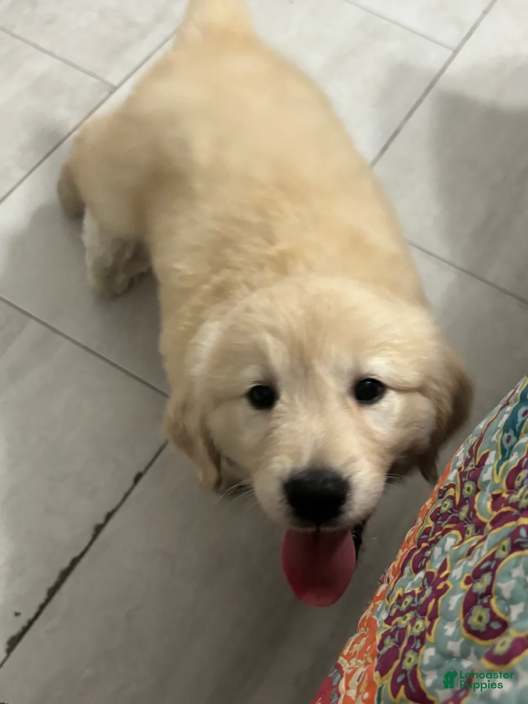Golden Retriever dogs for sale: Golden Retriever Puppy 1 - Ad 2