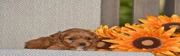 Cavapoo dogs for sale: Alta - Ad 3