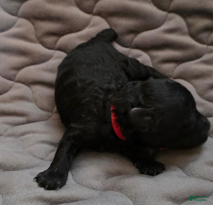 Toy Poodle dogs Ezra - Ad 4