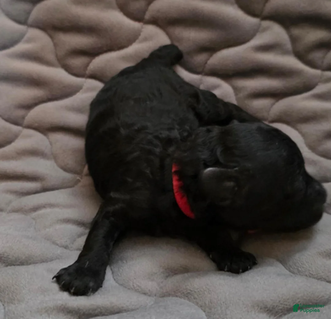 Toy Poodle dogs for sale: Ezra - Ad 1