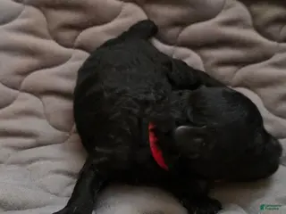 Toy Poodle dogs Ezra - Ad 4