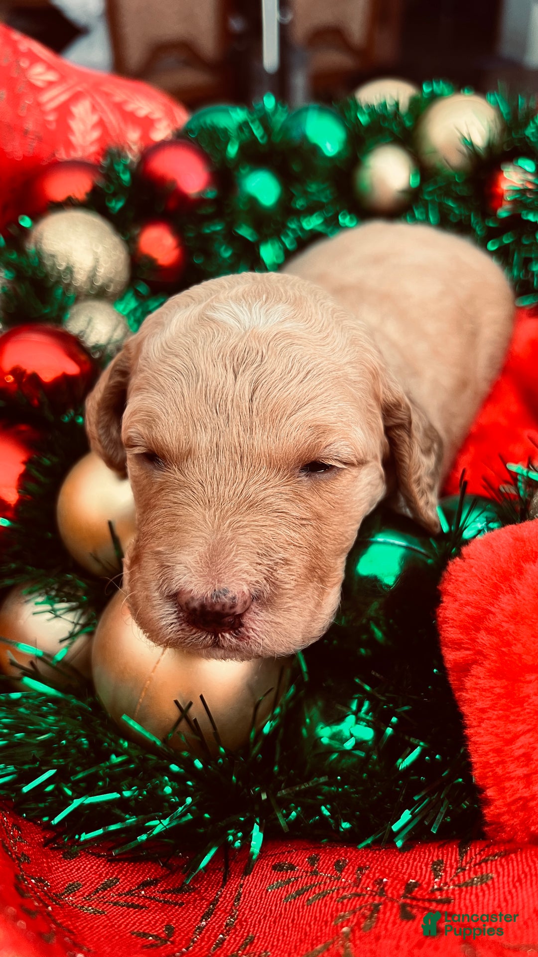 Goldendoodle dogs for sale: Faith - (smaller) Medium - Ad 2