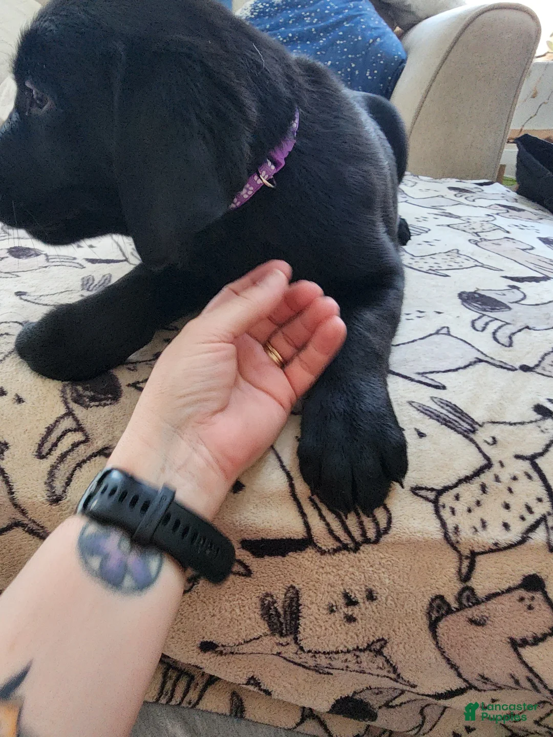 Goldador dogs for sale: Goldador Puppy 6 - Ad 1