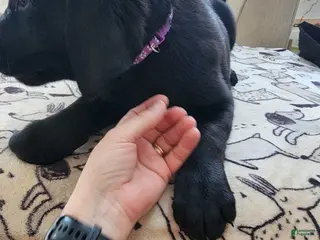 Goldador dogs Goldador Puppy 6 - Ad 13