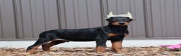 Doberman Pinscher dogs for sale: Dexter - Ad 1