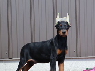 Doberman Pinscher dogs Dexter - Ad 38