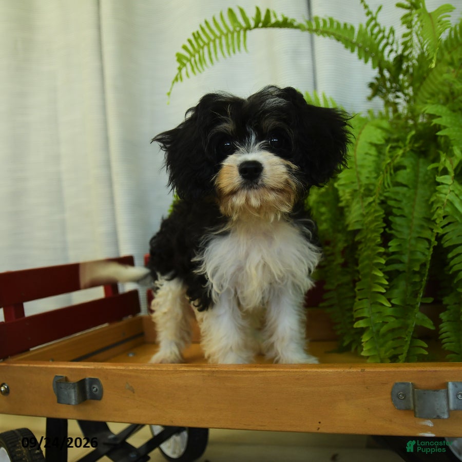 Cavachon dogs Mike - Ad 1