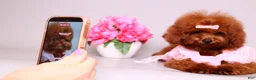 Toy Poodle dogs for sale: Ruby mahogany red toy girl  - Ad 8