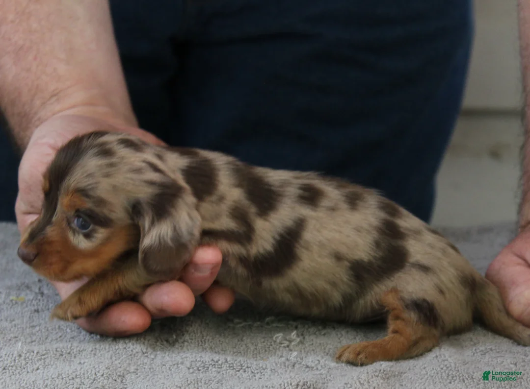 Miniature Dachshund dogs for sale: Mable - Ad 1